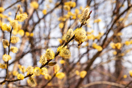 Honey Bee collecting pollen from Goat Willow, spring flowering, collecting honey.