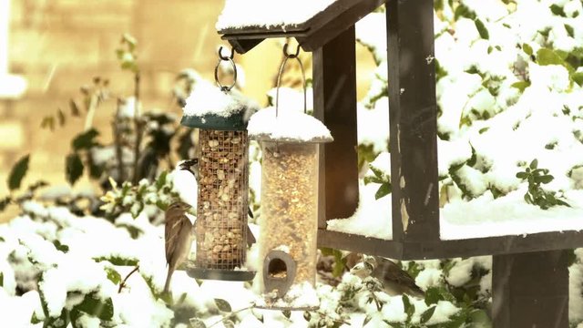 Common British house sparrows pecking at peanuts in a bird feeder with snow all around.