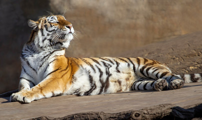 ussurian tiger is having sunbath