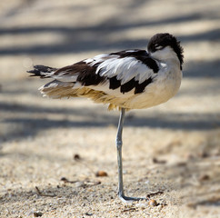 pied avocet by the pond