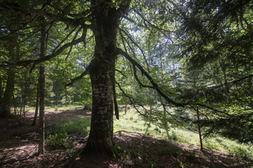 Mountain landscape Selva de Oza Haragon Spain
