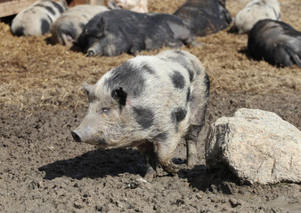 motley pig in the mud