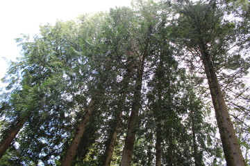 Woodland Trees