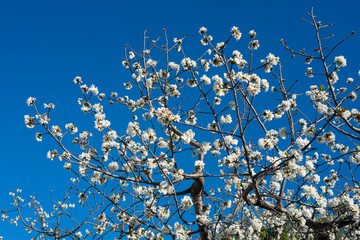 Cherry Tree Blossom