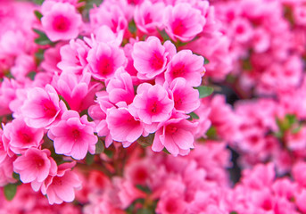 Colorful Spring Flowers in Gwangju , Jeollado, South Korea, Asia