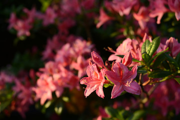 Obraz premium Blumen 986