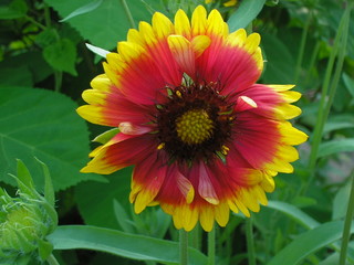 садовые цветы