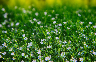 Colorful Spring Flowers in Gwangju , Jeollado, South Korea, Asia