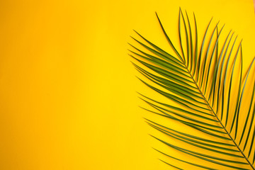 Tropical palm leaves on yellow background. 