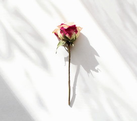  white and pink spray rose on a white background