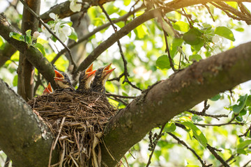 Baby birds in a nest on a tree branch close up in spring in sunlight