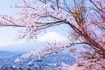 Fototapety  Drzewo Sakura w Japonii. Kwitnący kwiat wiśni w ogrodzie na wiosnę.