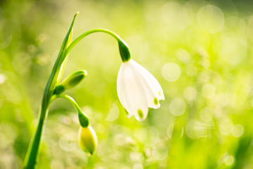 スノードロップ