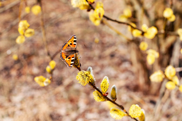 Butterfly sits on flowering willow tree, spring warm background, Easter. © greenoline