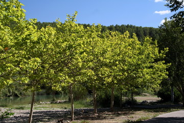 Vegetal