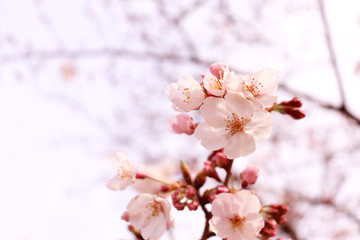 桜