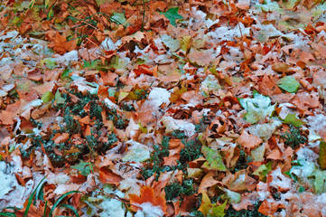 Autumn leaves covered with snow during winter