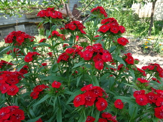 садовые цветы