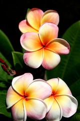 Fototapeta premium Gloriously Colourful Frangipane Flowers.
