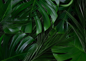 Obraz na płótnie Canvas Rainforest closeup flat lay texture