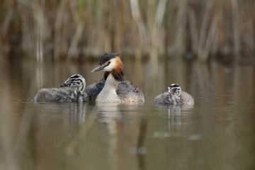 duck in the water