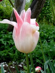 садовые цветы