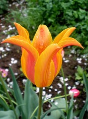 Obraz premium садовые цветы