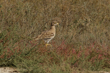 bird on the grass