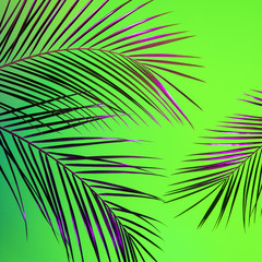 Fototapeta premium Palm leaves trendy arrangement lit with ufo green and proton purple purple light