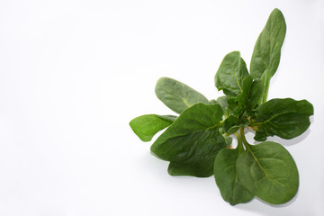 Green fresh vegetarian salad leaves on white background. Fresh spinach on a white background with copy space on the left. Healthy food and vegetarian concept. Zero waste life design.