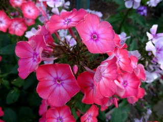 садовые цветы