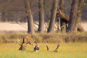 A group of Fallow Deer (Dama dama) on a meadow in the nature reserve Moenchbruch near Frankfurt, Germany.