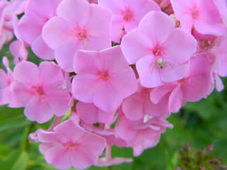 Obraz premium садовые цветы