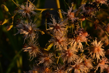 The ladybugs in the sunset