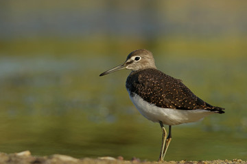 bird on the beach