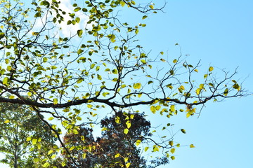 Leaves in the blue sky