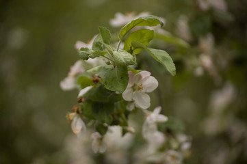 flower in spring
