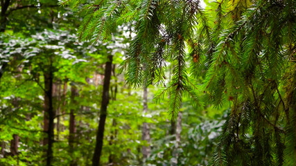 Close up of spruce branch.