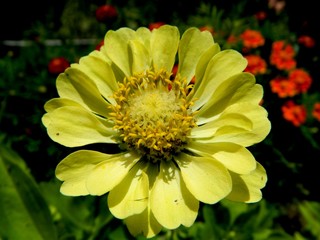 садовые цветы