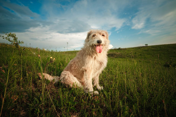 happy white dog in the nature shows the tongue. funny dog in the nature