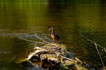 Duck swimming on log in the river in Latvia.