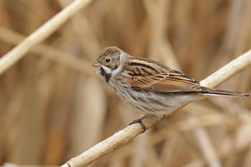 sparrow on a branch