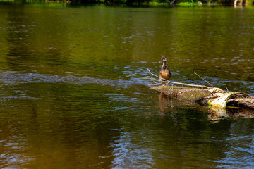Duck swimming on log in the river in Latvia.