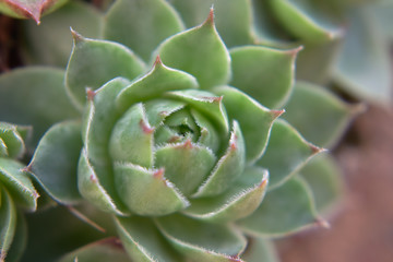 closeup of a succulent