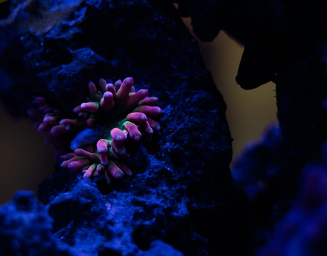 anemona bbt life underwater