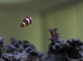 ocelaris nemo clown fish
