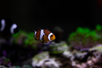 Fototapeta na wymiar ocelaris nemo clown fish