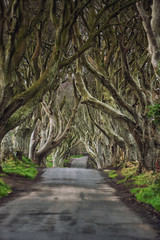 Road through the Dark Hedges  a unique beech tree tunnel road n Ballymoney, Northern Ireland. Game of thrones location