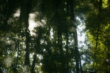 Fototapeta premium lake in the forest