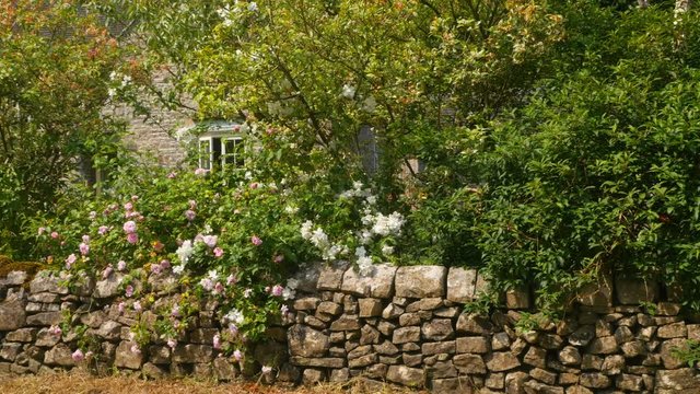 Cosy, old English cottage with a stone wall and rose garden 